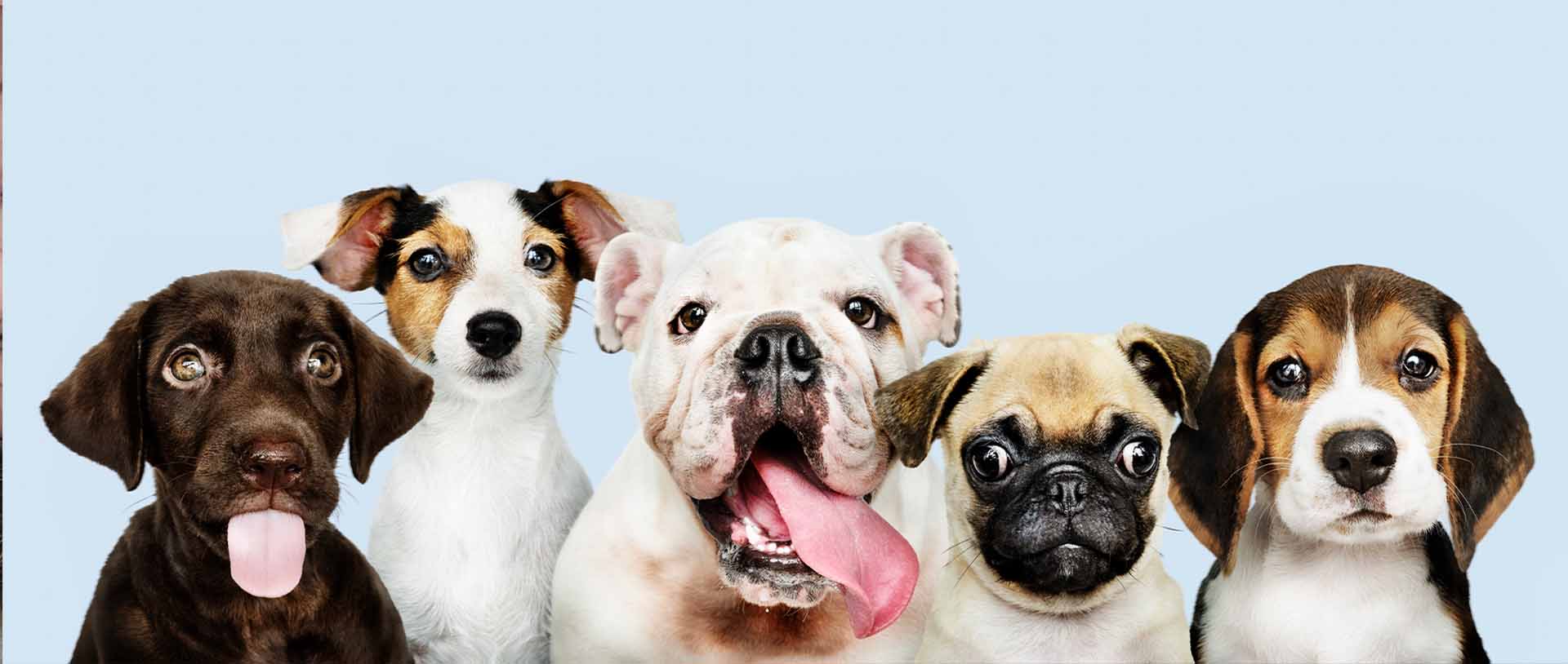 Digital Paw Marketing Agency donates to dog charities